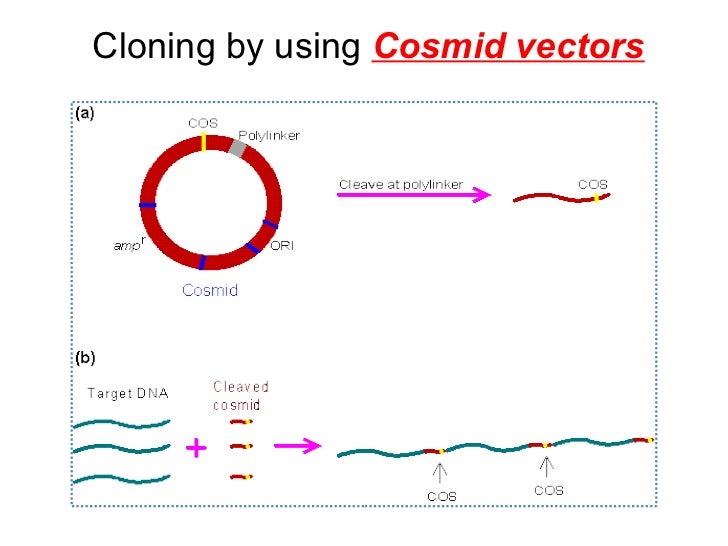 application of cloning vector