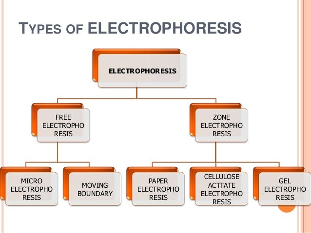 agarose gel electrophoresis pdf