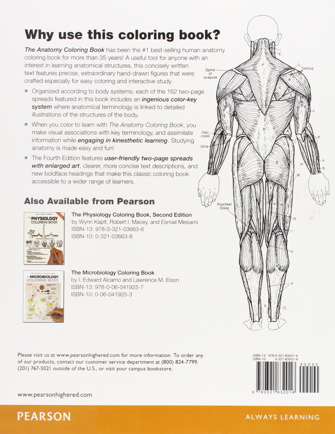 anatomy coloring book pdf free