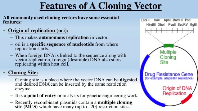 application of cloning vector