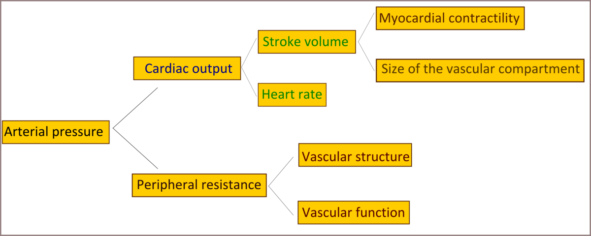 cardiovascular physiology concepts pdf