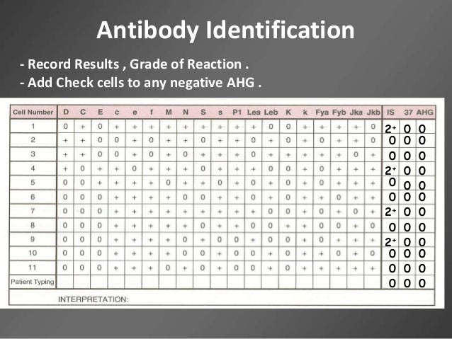 antibody screening and identification pdf