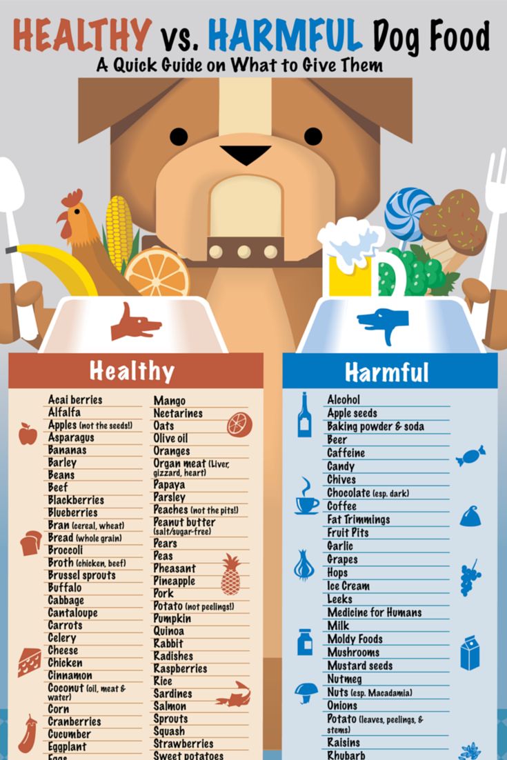 addiction dog food feeding guide