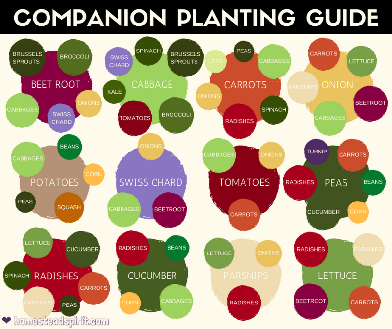 combination vegetable planting guide